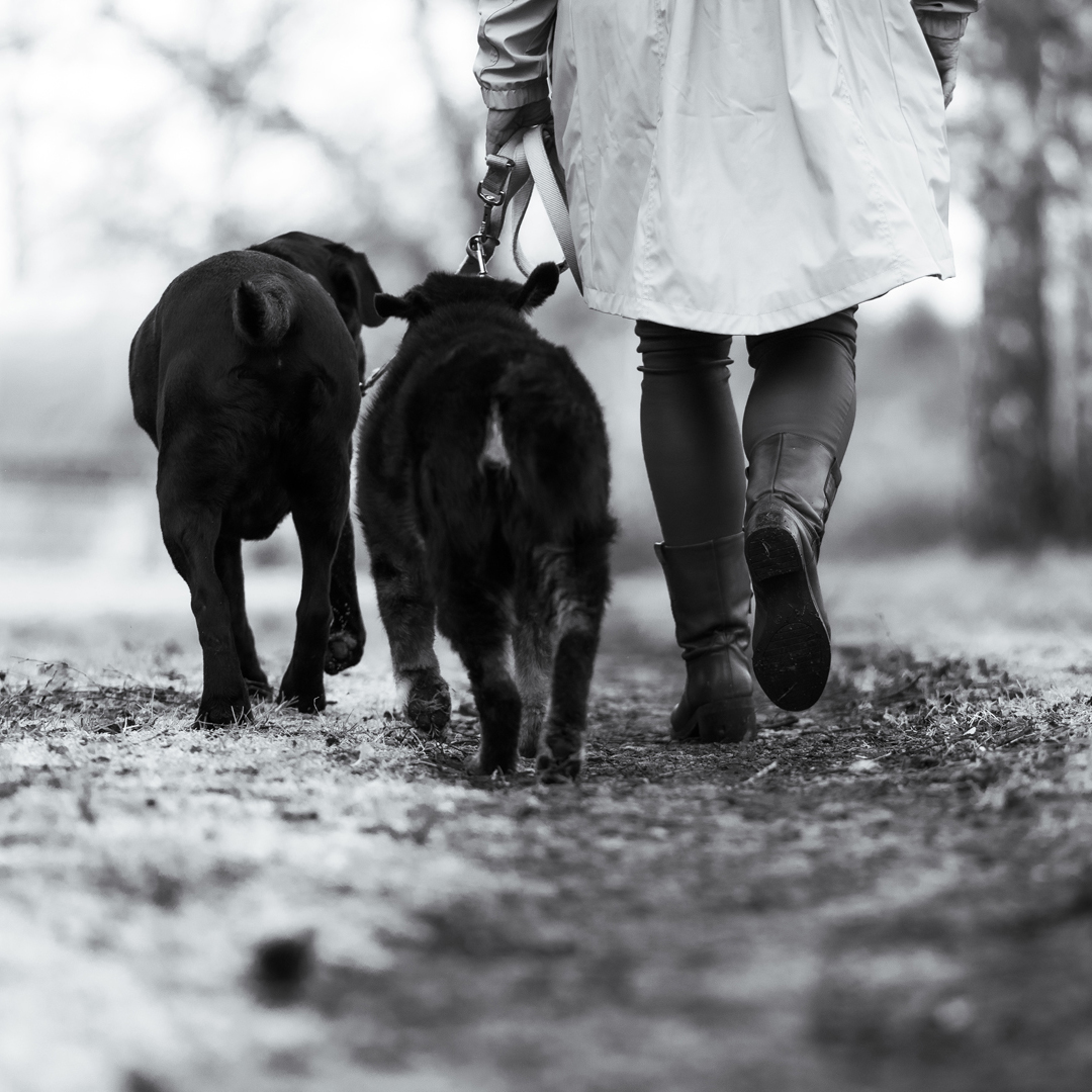 Burnout Frau läuft auf einem Waldweg mit zwei Hunden. Man sieht sie von hinten.